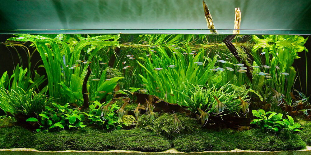 Beginner’s-guide-to-setting-up-an-aquarium-with-live-plants