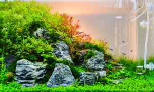 featured_image_-_high_tech_planted_tank