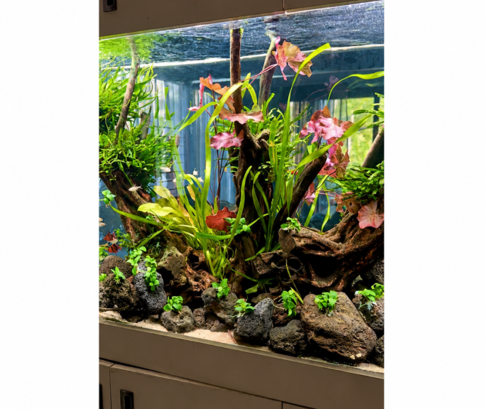 Planted aquarium setup