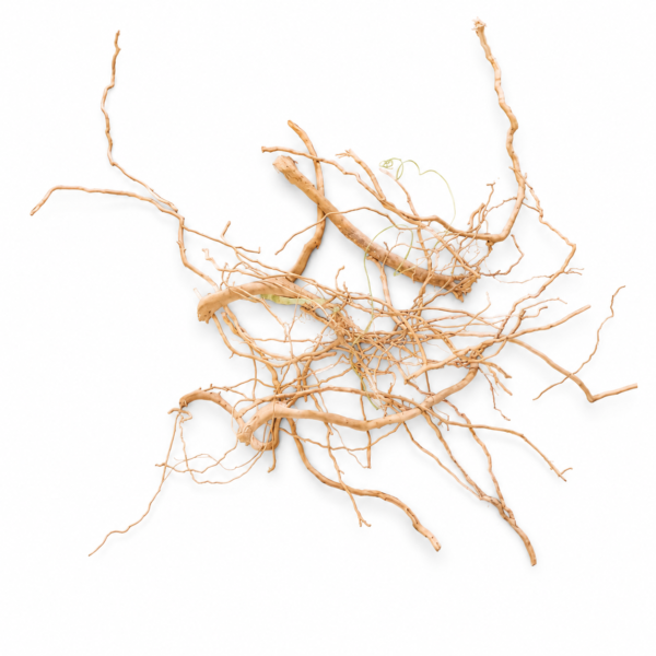 Thin Detailing Roots 1 bunch for planted aquarium aquascaping and forest-style layouts